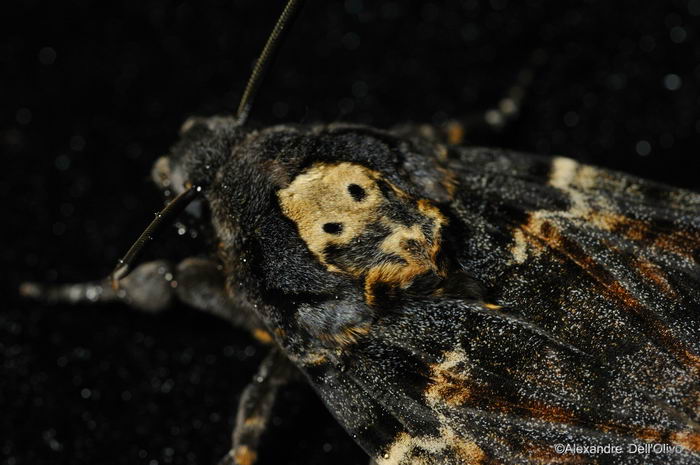 Мертвая голова - бабочка (Acherontia atropos)
