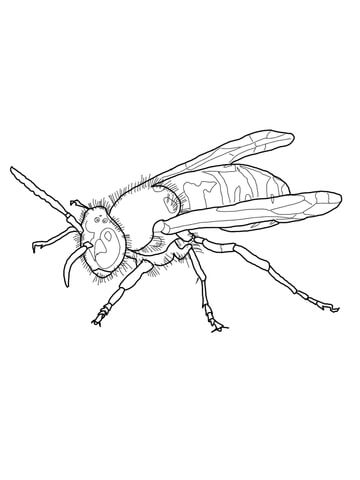 Красивые и прикольные картинки, рисунки осы для детей 7
