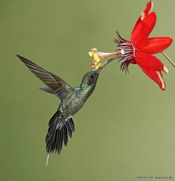 Колибри красивое фото