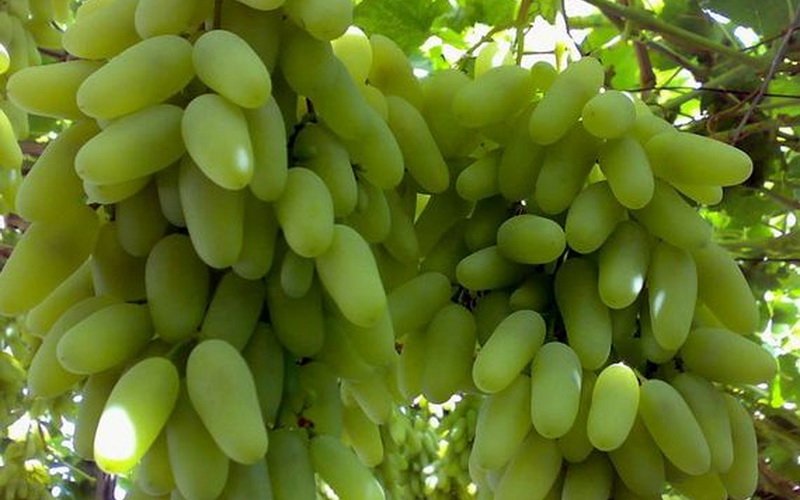 Группы сортов винограда: фото и характеристика фото