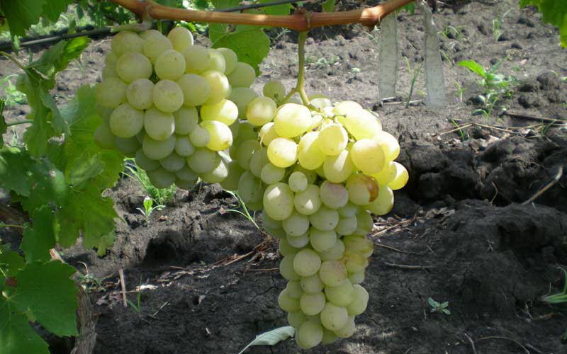 На фото сорт винограда   Карабурну