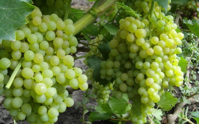 На фото сорт винограда   Кишмиш белый