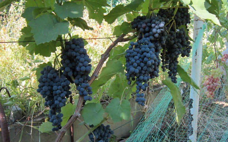 На фото сорт винограда  Кишмиш черный