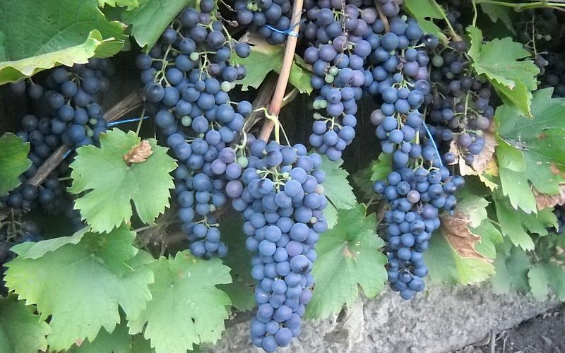 На фото сорт винограда Саперави