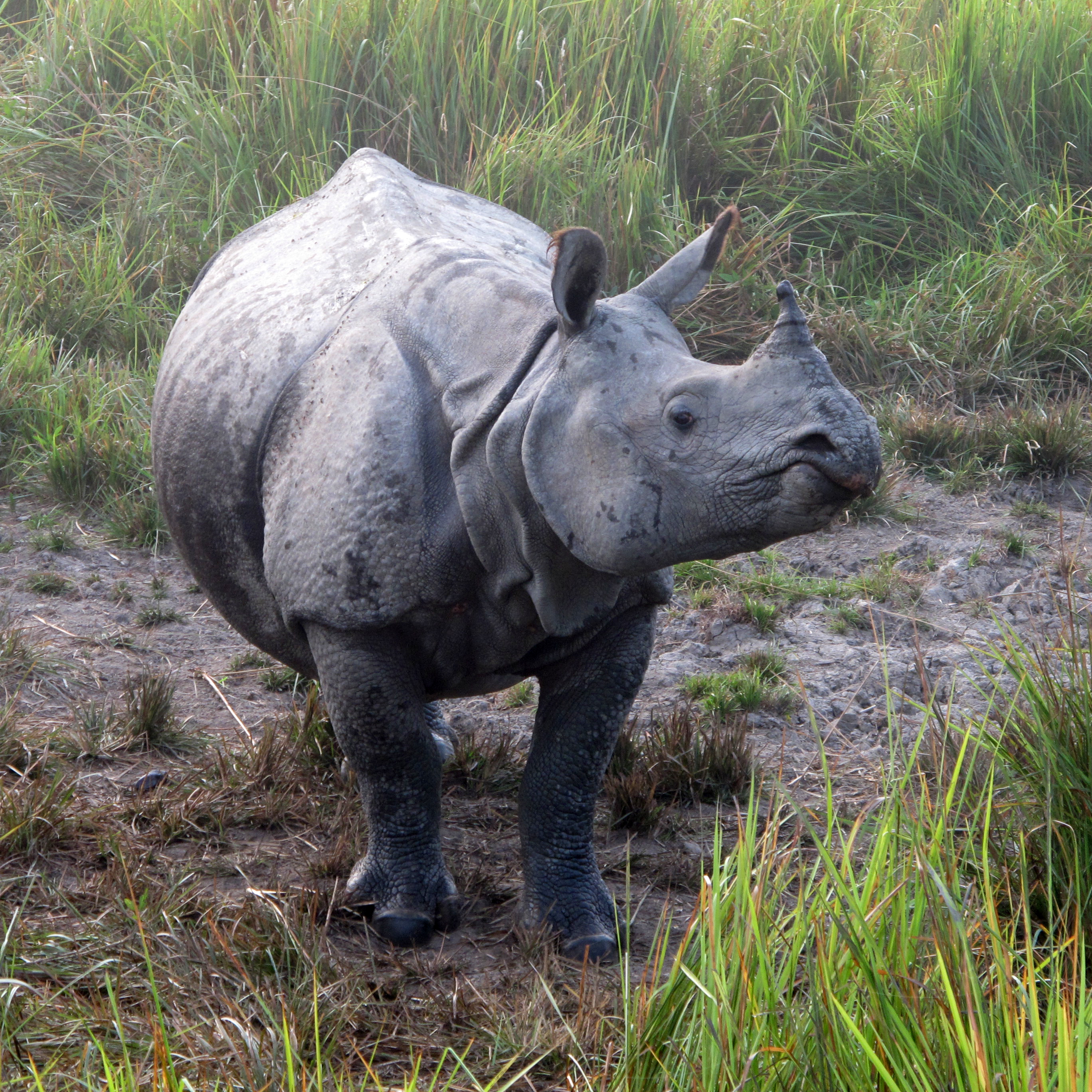 Как называют носорога. Индийский носорог Рино. Саньенг носорог. Суматранский носорог спаривания. Хеммерсбах носороги.