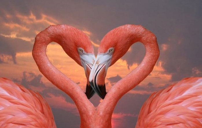 Завораживающий фламинго: прекрасная птица как источник вдохновения, фото № 6