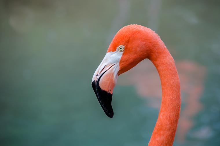 Завораживающий фламинго: прекрасная птица как источник вдохновения, фото № 2