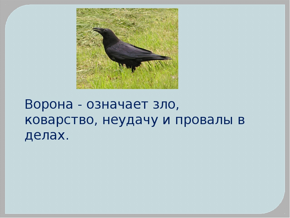 Предсказание от черного ворона пессимиста 9 букв. Что символизирует ворона. Что символизирует ворон. Ворон что символизирует птица. Ворона символ чего.