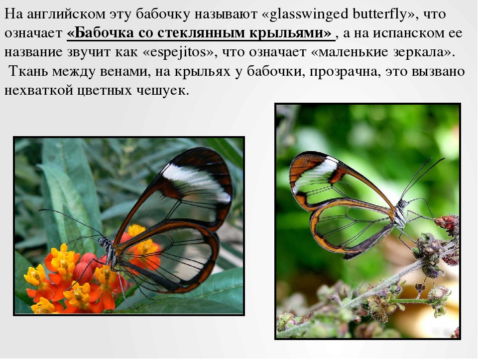 Класс насекомые бабочки