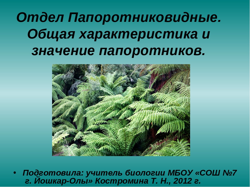 Дайте характеристику отделу папоротниковидные. Отдел Папоротниковидные (Polypodiophyta). Характеристика папоротников. Характеристика отдела Папоротниковидные. Характеристика отдела Папоротникообразные.