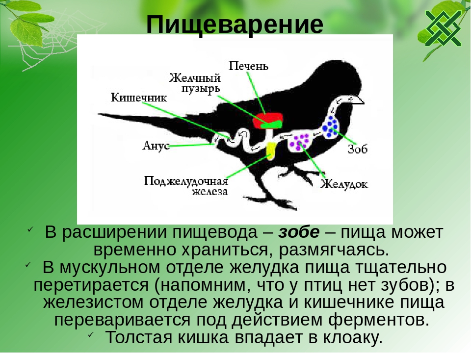 Информация класс птиц. Строение птицы 7 класс биология. Класс птицы строение. Внутреннее строение птиц. Птицы строение птиц.