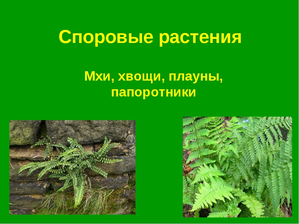 Папоротники относятся к низшим растениям. Папоротники это споровые растения. Высшие споровые растения Папоротникообразные. Мхи хвощи плауны. Папоротники хвощи плауны.