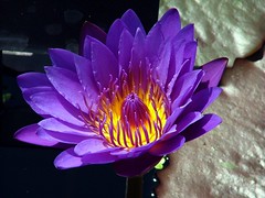 Purple Passion Waterlily