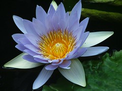 Water Lily - cornflower shade