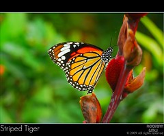 Striped Tiger [Explored]
