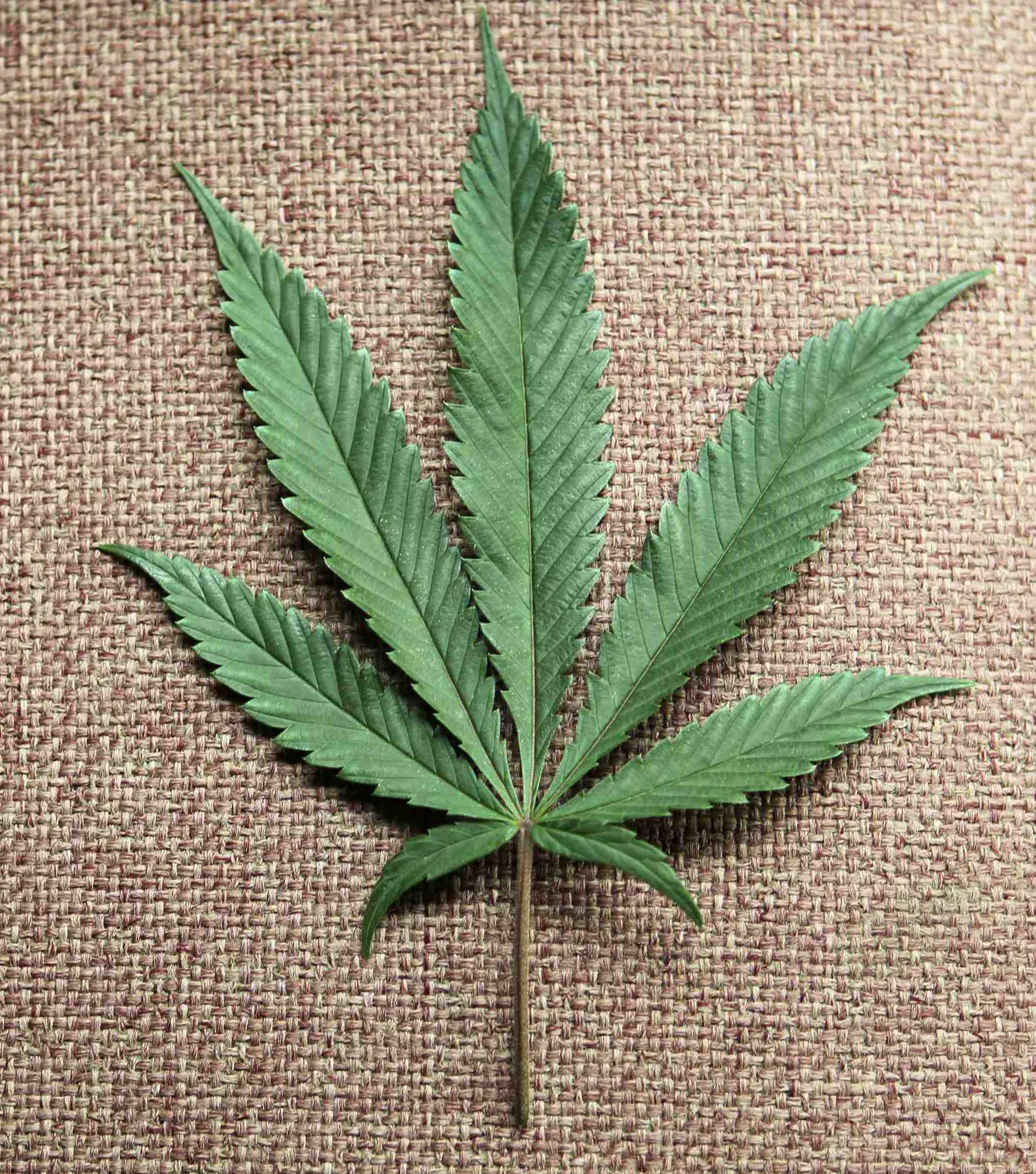 Периоды цветения марихуаны взращивание марихуаны