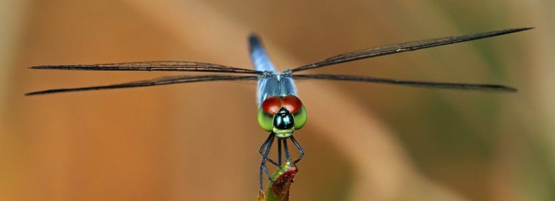 Dragonfly Meaning & Symbolism стрекоза