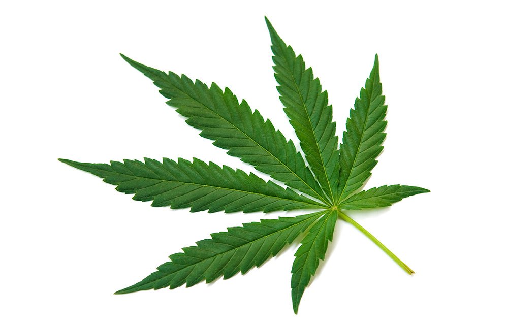 курить листья марихуаны