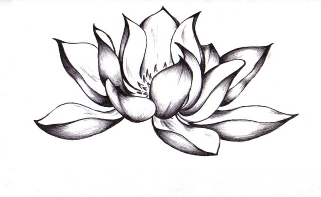 Лотосовый цветок эскиз для татуировки