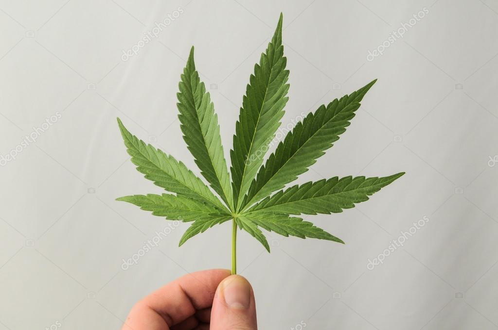 марихуана почему листья сохнут и