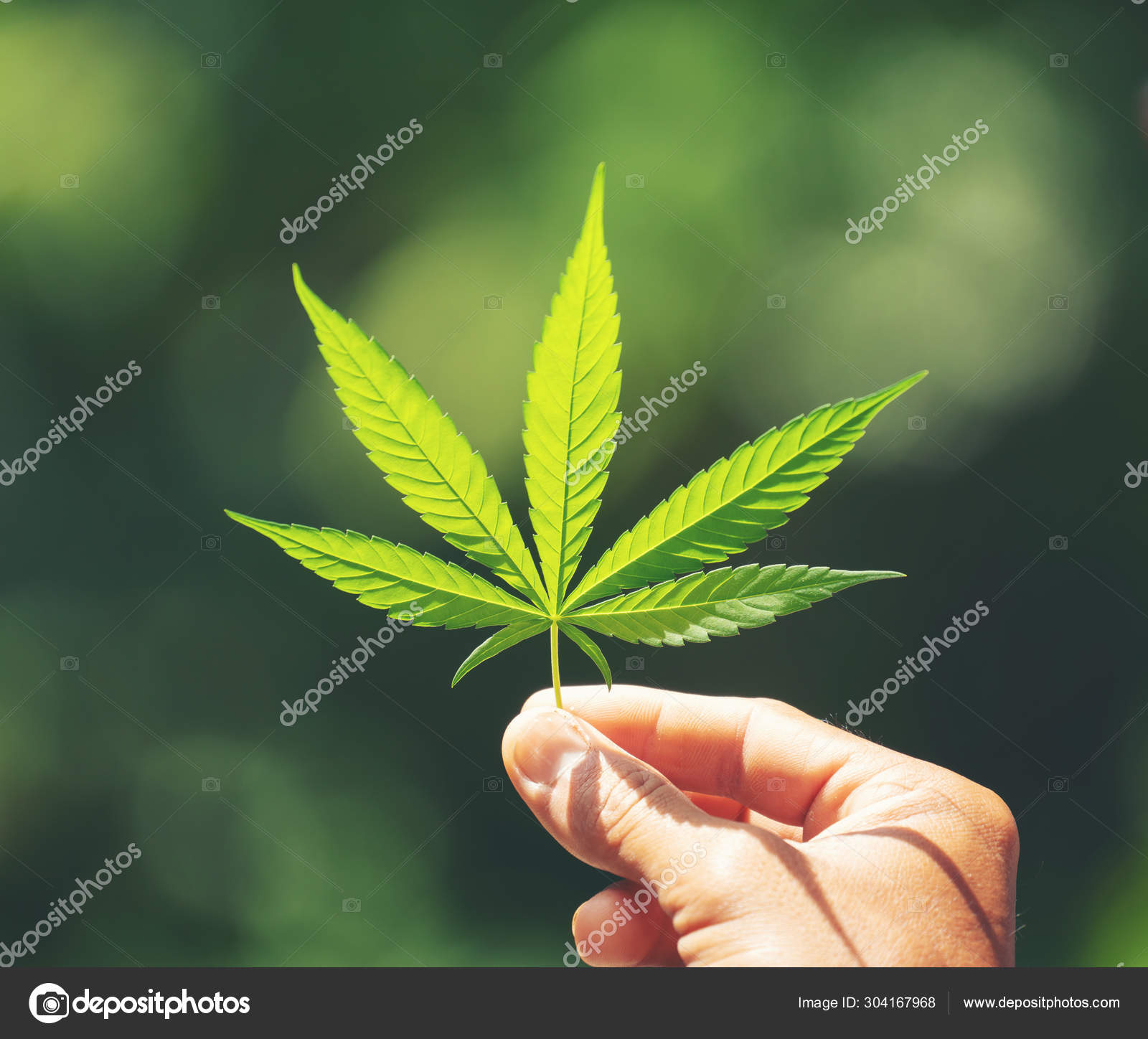 Конопля как символ марихуана легализована в англии