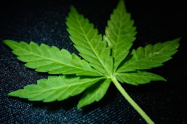 Фото конопли рисунки тест у нарколога на марихуану
