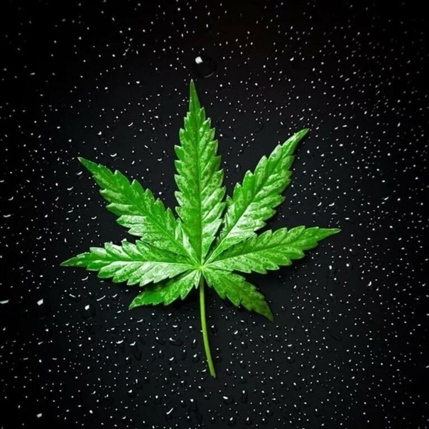 Проблемы листьев марихуаны индор и аутдор конопля