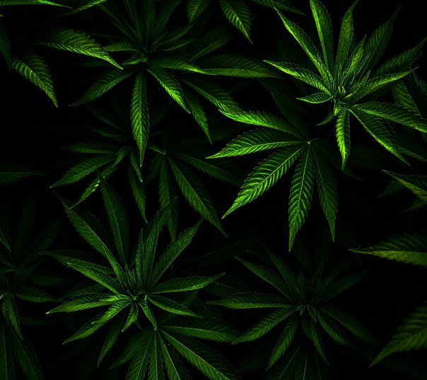 Обрезка листьев у марихуаны конопля ви