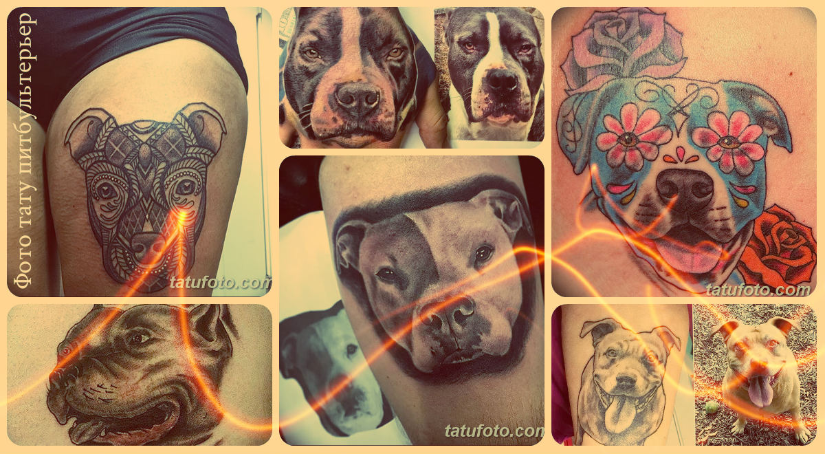 Фото тату питбультерьер - примеры рисунков готовых татуировок