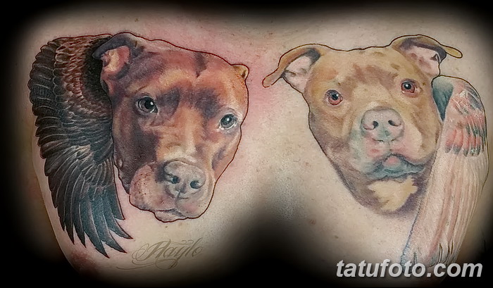 фото тату питбультерьер от 25.10.2017 №015 - tattoo pit bull terrier - tatufoto.com
