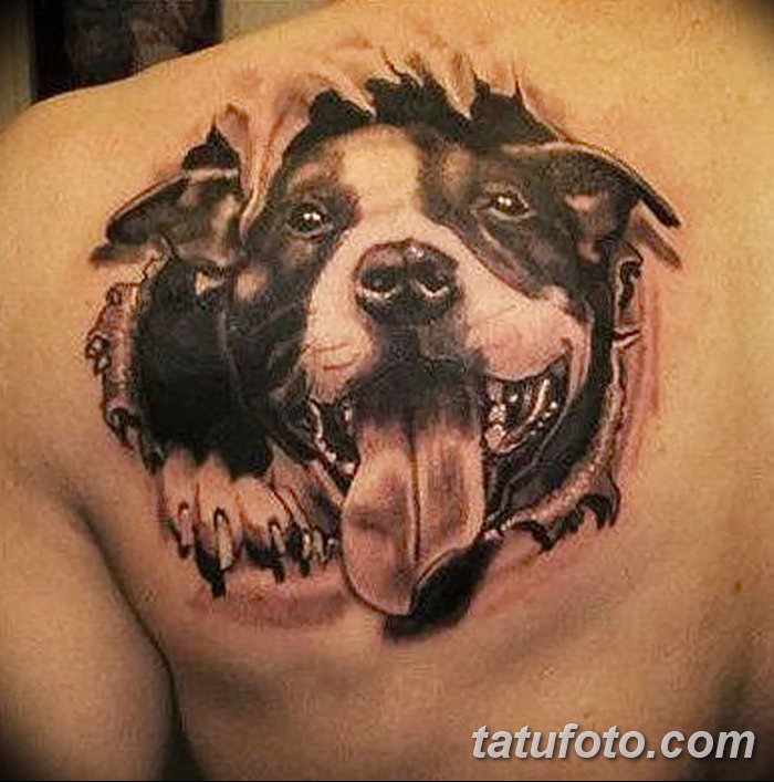 фото тату питбультерьер от 25.10.2017 №021 - tattoo pit bull terrier - tatufoto.com