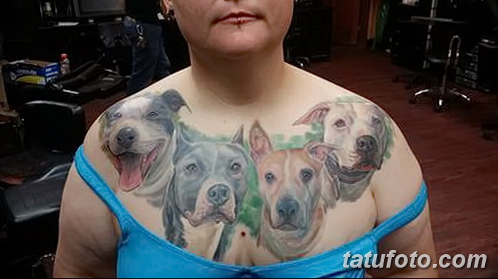 фото тату питбультерьер от 25.10.2017 №025 - tattoo pit bull terrier - tatufoto.com