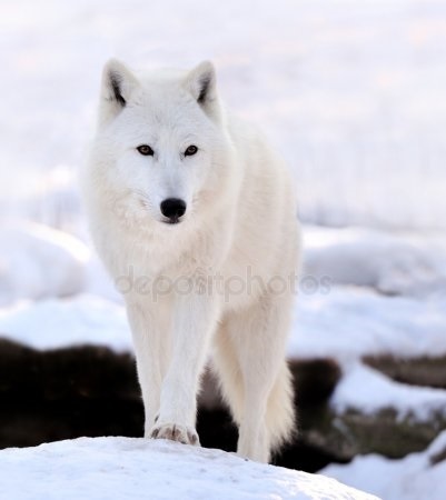 Фото белый волк с голубыми глазами 003