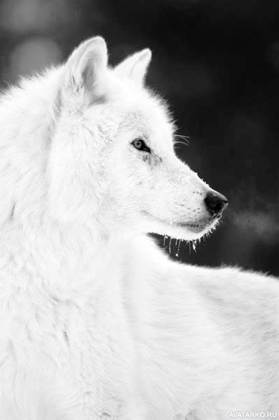 Фото белый волк с голубыми глазами 004