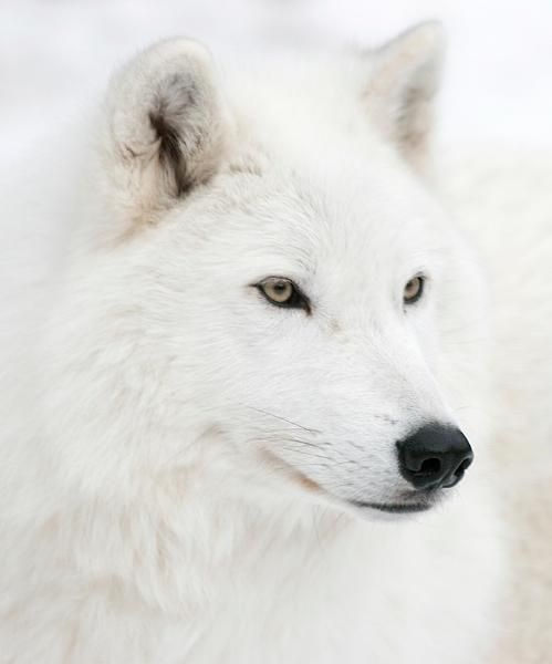 Фото белый волк с голубыми глазами 005