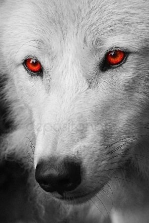 Фото белый волк с голубыми глазами 006