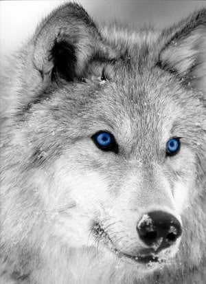 Фото белый волк с голубыми глазами 007