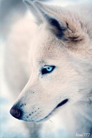 Фото белый волк с голубыми глазами 014