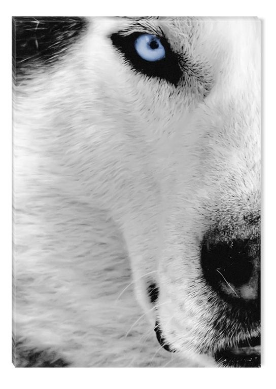 Фото белый волк с голубыми глазами 015