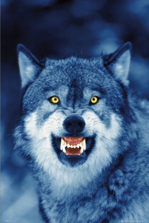 Фото белый волк с голубыми глазами 016