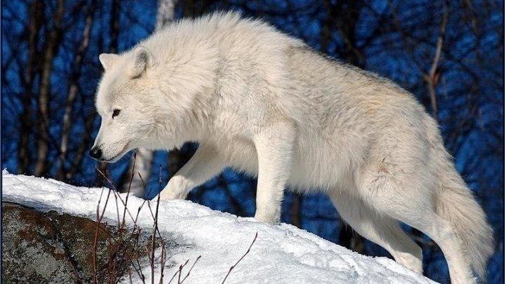 Фото белый волк с голубыми глазами 019