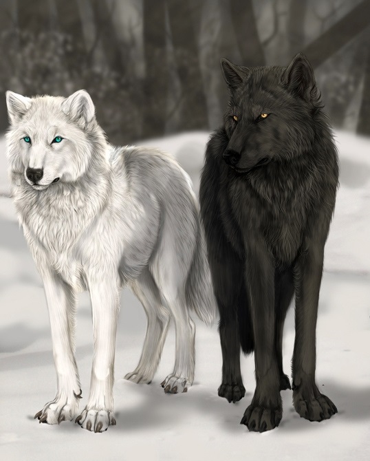 Фото белый волк с голубыми глазами 020