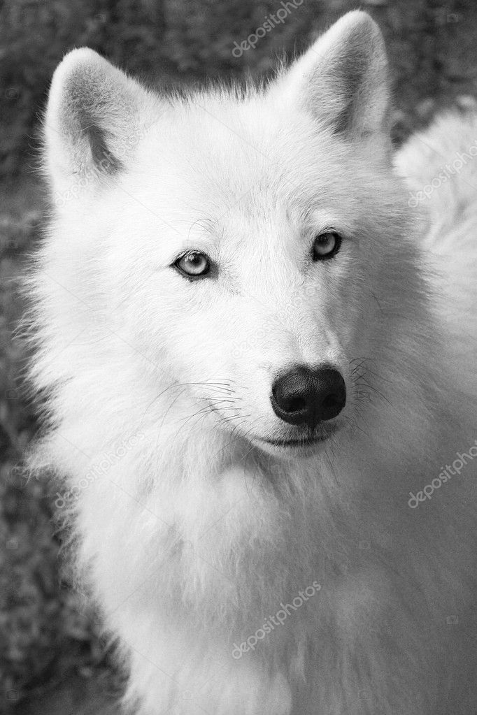Фото белый волк с голубыми глазами 024