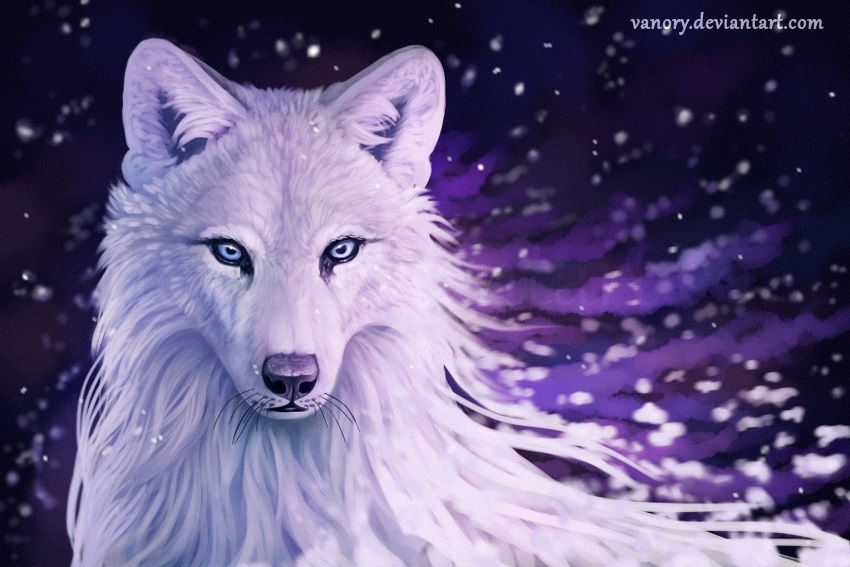 Фото белый волк с голубыми глазами 025