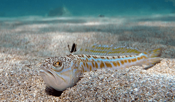 Фото: Рыба дракон в Черном море