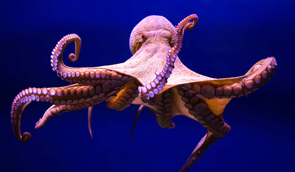 Фото: Гигантский осьминог