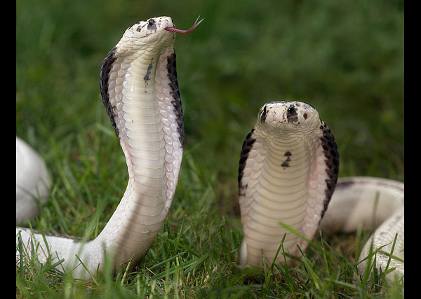 Сиамская кобра