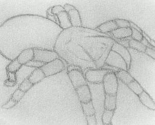 как нарисовать паука карандашом