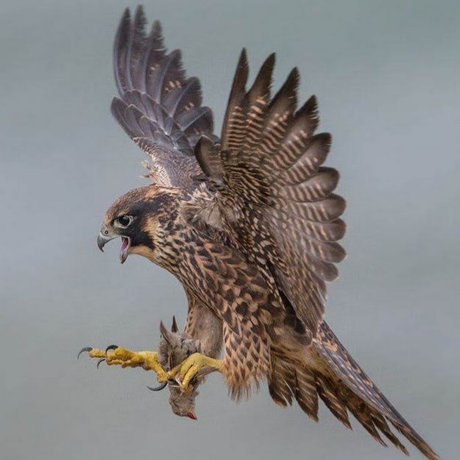 Fast bird. Пустельга Кречет Сапсан. Ястреб крючконос птица. Сокол Сапсан пикирует. Орел Сокол ястреб Сапсан.